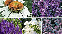 Purple Garden