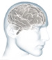 Inside the brain: an interactive tour