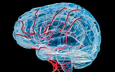Diagram of blood flow through the brain