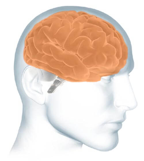 Inside The Brain Brain Basics Alzheimer S Association